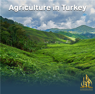 أهم أسباب نجاح الاقتصاد التركي