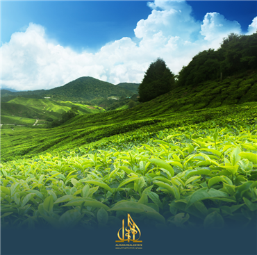 39 مليار دولار عائدات تركيا من المنتجات الزراعية سنويا